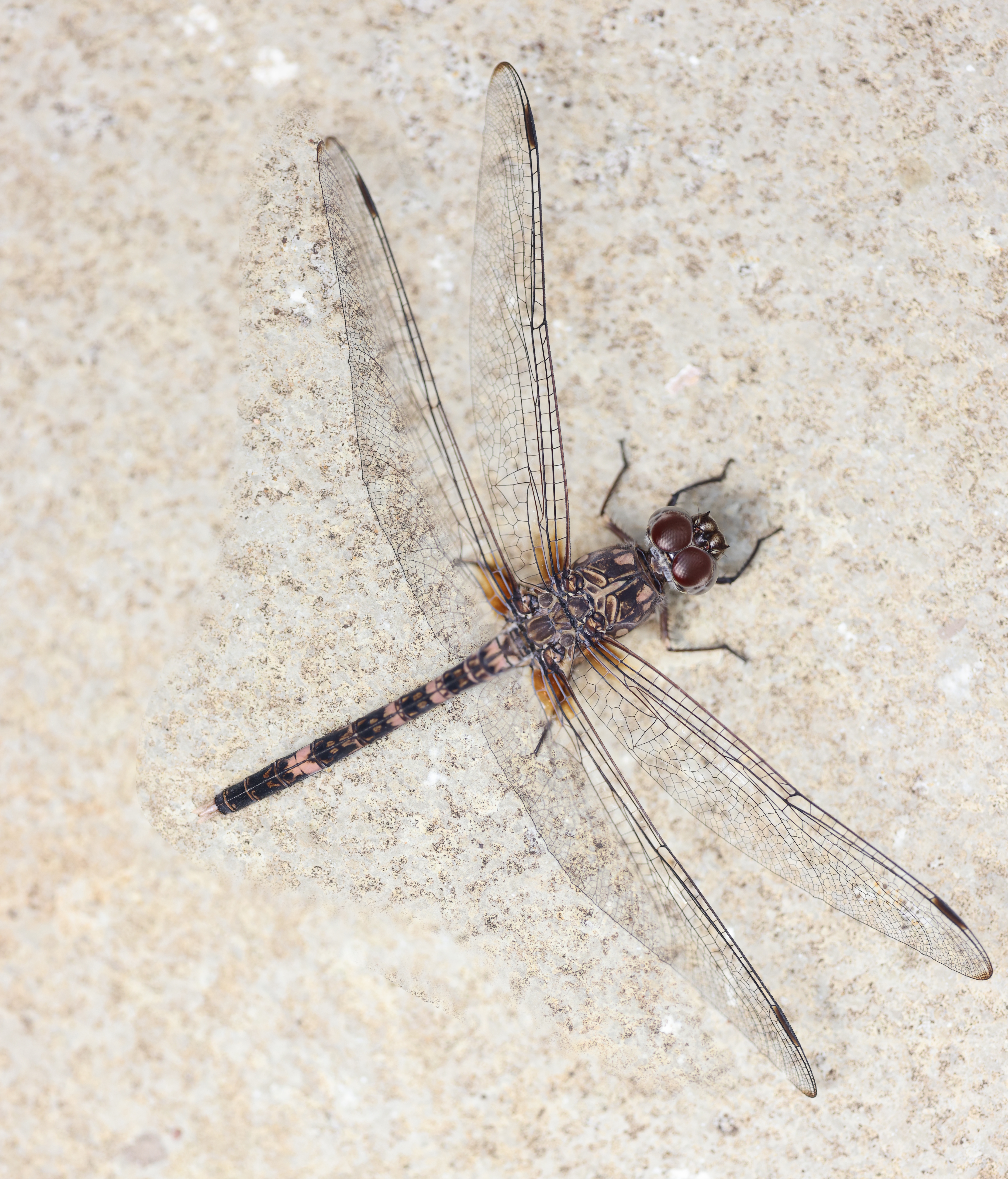 Dragonfly, Bradinopyga cornuta